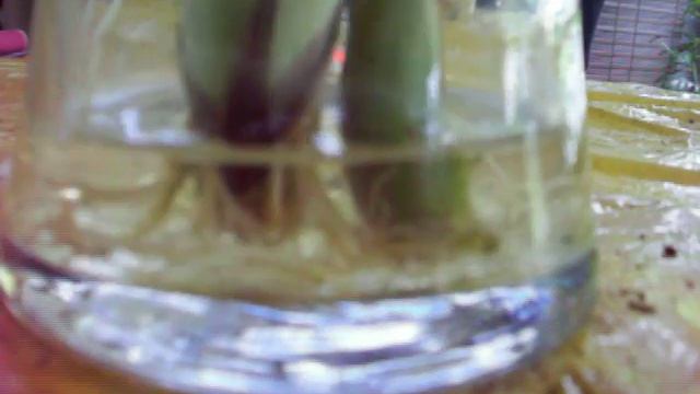 Shallots, Lemon grass and Apple plants from seeds. смотреть онлайн