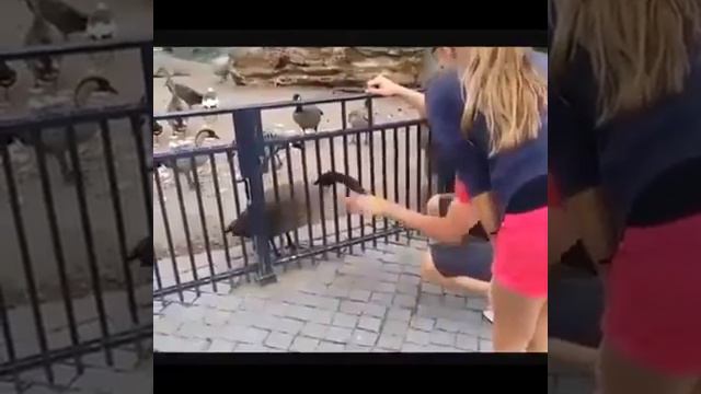 ДИКИЕ ЖИВОТНЫЕ ЗА СТЕКЛОМ смотреть онлайн