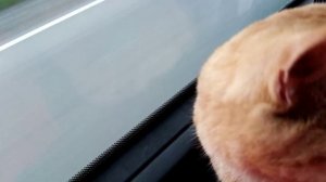 Кот едет на шайтан телеге.