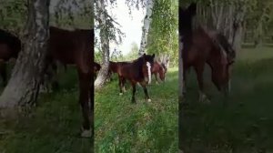 Обход табуна .июнь 2023.Продажа тяжеловозов.