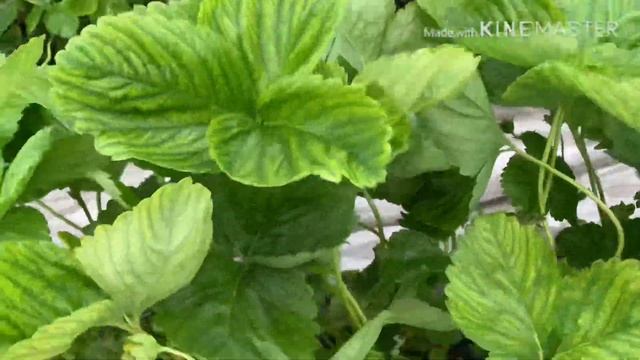 Клубника Азия и Альба. Второй год плодоношения.