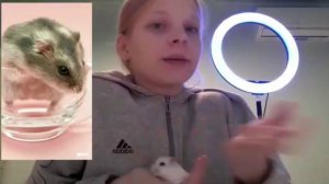 Определение возраста и пола хомяка.Как избежать внезапные роды хомячихи!