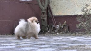 шпиц померанский Виджи 3,5 месяца. Занятия по подготовке к выставке. Ринговая подготовка.
