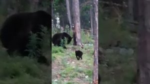 кот против медведя, или вася прет )