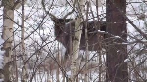 Зима в лесу. Winter in forest