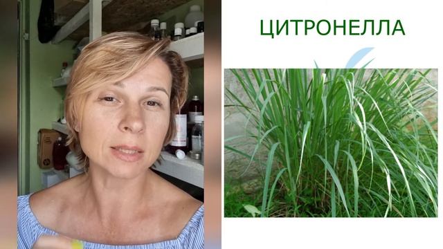 Натуральный спрей от комаров своими руками  Эфирные масла от насекомых