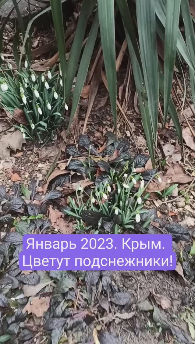АНОМАЛЬНАЯ зима в Крыму