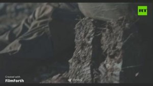 волчья стая