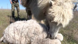 Родился верблюжонок на верблюжьем острове