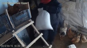 Выращивание кур в домашних условиях для начинающих предпринимателей