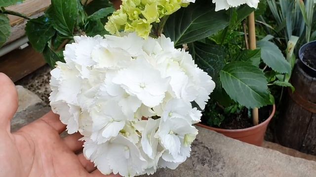 Прогулка по САДУ. Цветение в начале ИЮНЯ. Гортензии , древовидные пионы и др. ЖИЗНЬ САДОВОДА . смотреть онлайн