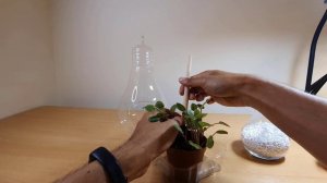 Planting a terrarium-like container with African Violets