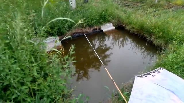 20170807 Женя на рыбалке во время дождя The boy is fishing in the rain смотреть онлайн
