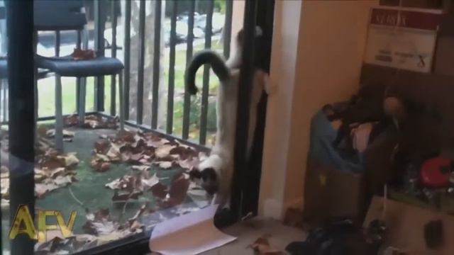 Кот ниндзя / Cat ninja смотреть онлайн