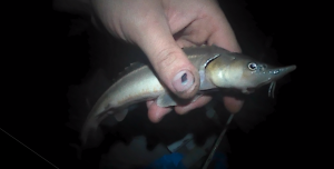 Ночная рыбалка