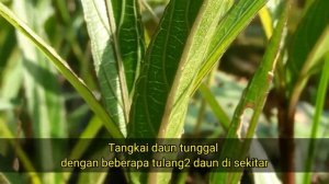 Mengenal Tanaman Ruellia Simplex/Mexican Petunia/Kencana Ungu