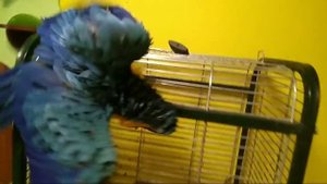 Мокрый злой попугай ара