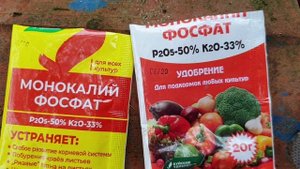 Спасаем кору хвойных растений.