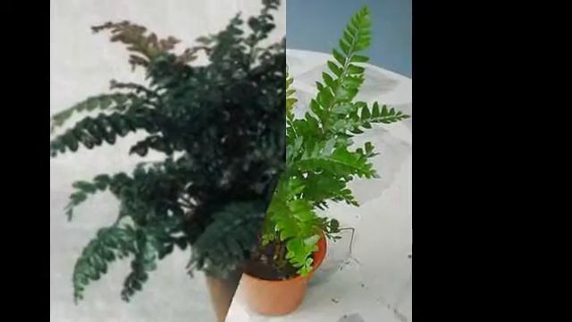 Цветы и растения-Адиантум мелкоопушенный смотреть онлайн