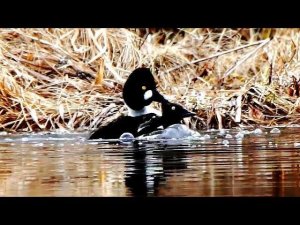 Гоголь обыкновенный (Bucephala clangula) - Весеннее поведение