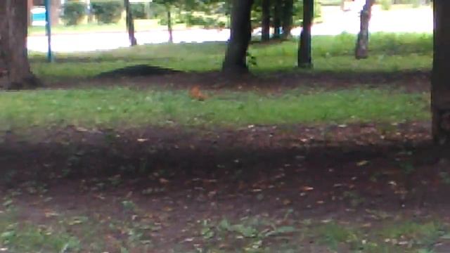 Нашли белочку смотреть онлайн