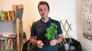 Stevia rebaudiana, auch Süßkraut, Süßblatt oder Honigkraut #seigartenschlauer // Gartenschlau.com