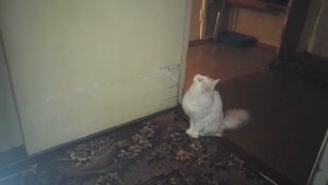 Кошка видит призрака?