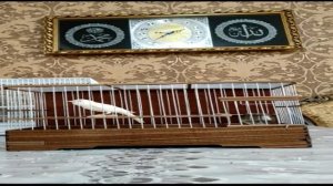 Канарейка овсяночного напева тройник заводчик Закиров Расулджан Ташкент