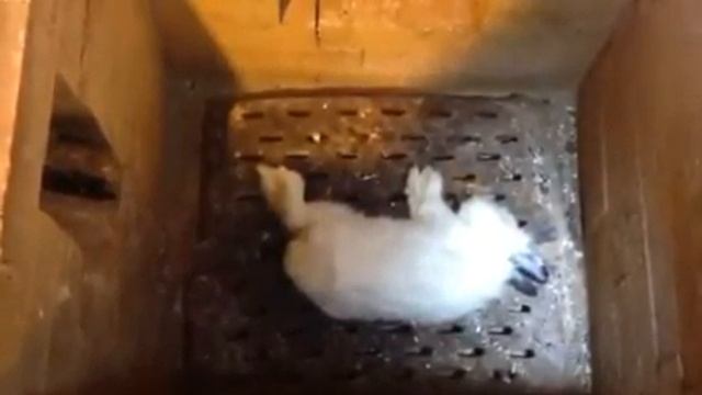Кремация кошек в москве цена
