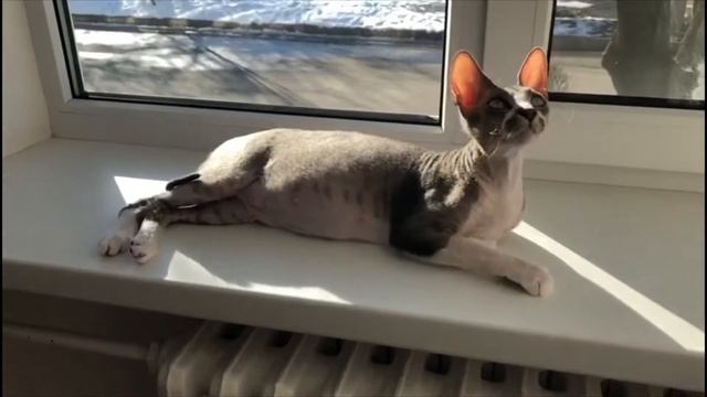 Кошка сфинкс..........Беременная ??? смотреть онлайн