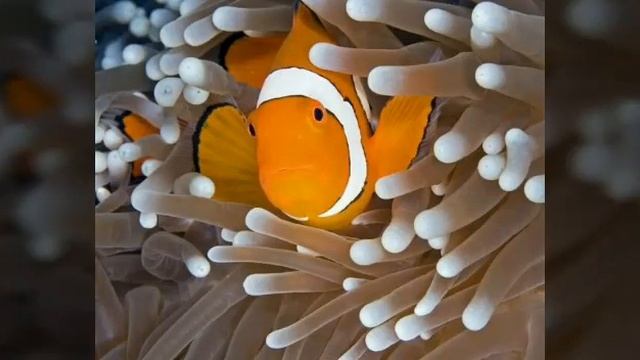 Необычные морские обитатели морей и океанов.