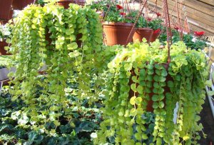 Вербейник Монетчатый, размножение.