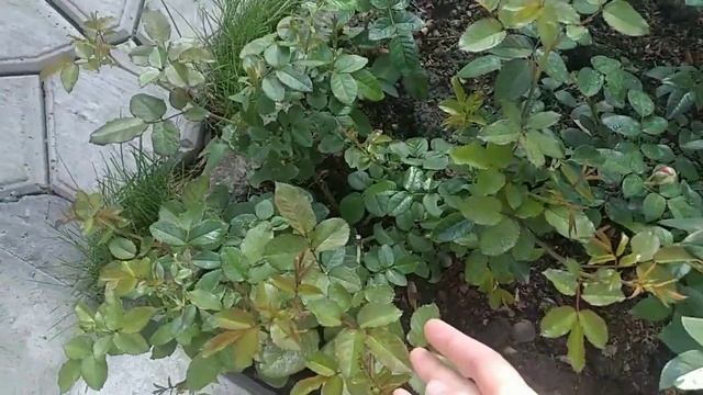 Vlog-34Пятнистость, обработка роз? и тайны темного сарая?? смотреть онлайн