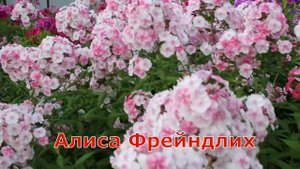 Флоксы Шапка Мономаха и Алиса Фрейндлих