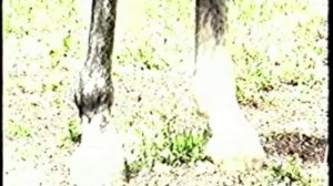 ORLOV'S TROTTING Орловская рысистая порода лошадей