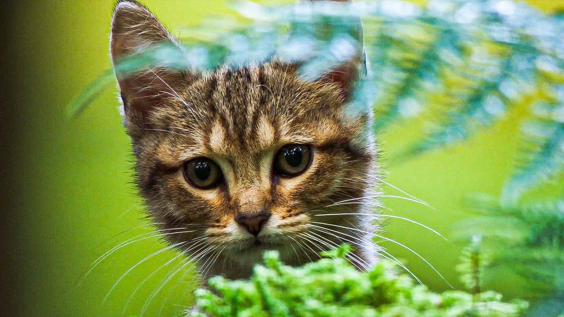 Котик полосатый песенка. Коты полосатые песня.