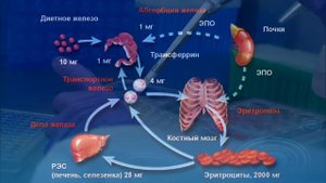 Каковы признаки явного и скрытого дефицита Железа? Как поднять?