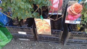 Прогулка по рынку в АПШЕРОНСКЕ