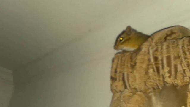 Бурундук. Бурундук в доме. Кот притащил бурундука в дом смотреть онлайн