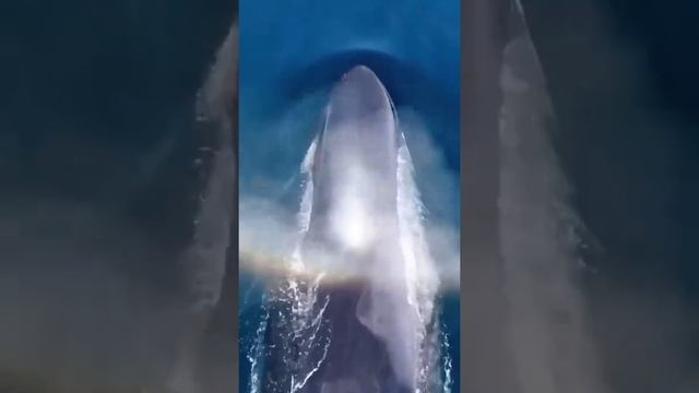 Морские гончие. Финвалы - являются близкими родственниками синих китов... смотреть онлайн