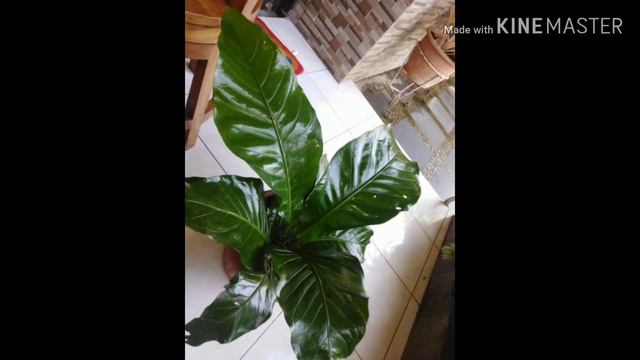MENYEMAI BIJI ANTHURIUM 1MINGGU TUMBUH смотреть онлайн