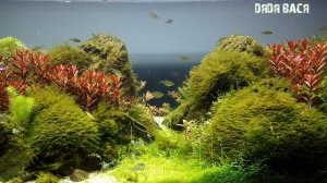 БОЛЕЗНИ АКВАРИУМНЫХ РЫБОК! ПРОФИЛАКТИКА БОЛЕЗНЕЙ АКВАРИУМНЫХ РЫБОК!