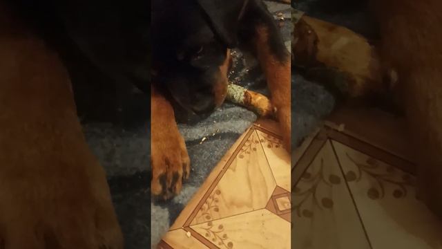 Поздний вечер с собакой (Тесой). смотреть онлайн