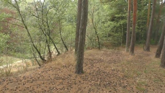 СТОИТ ЛИ ПОКУПАТЬ МЕТАЛЛОИСКАТЕЛЬ.