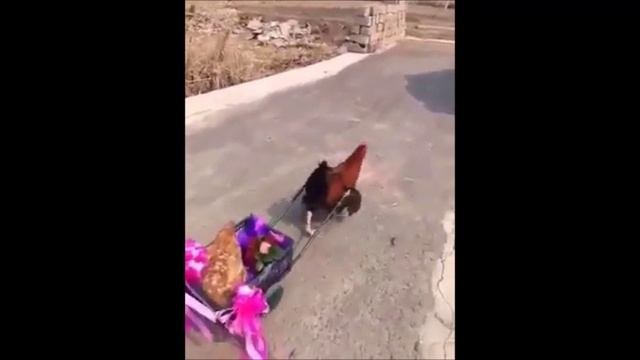 Приколы с животными