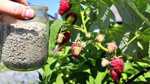 10 секретов по малине после которых заваливает ягодой с ног до головы! Уход за малиной на огороде