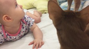 Ориентальные коты и дети.