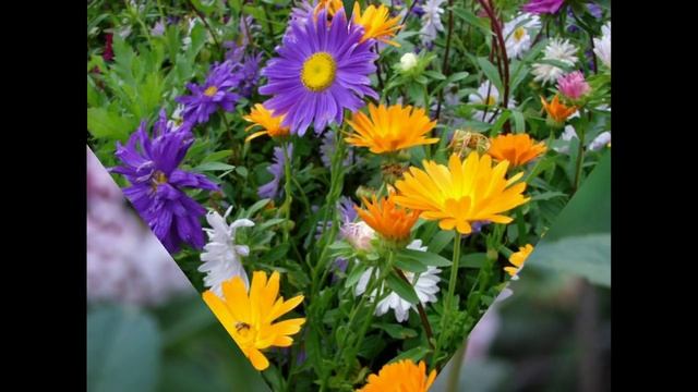 Какие цветы в августе распускаются на даче Осенние цветы на даче / Дача для удачи смотреть онлайн