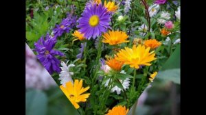 Какие цветы в августе распускаются на даче Осенние цветы на даче / Дача для удачи