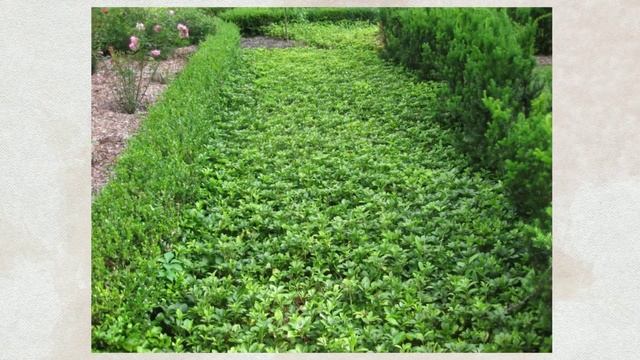 Барвинок малый (Vinca minor)